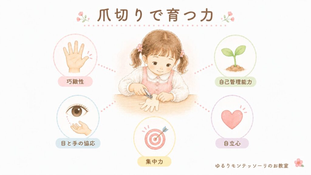 爪切りで育つ力をまとめたインフォグラフィック