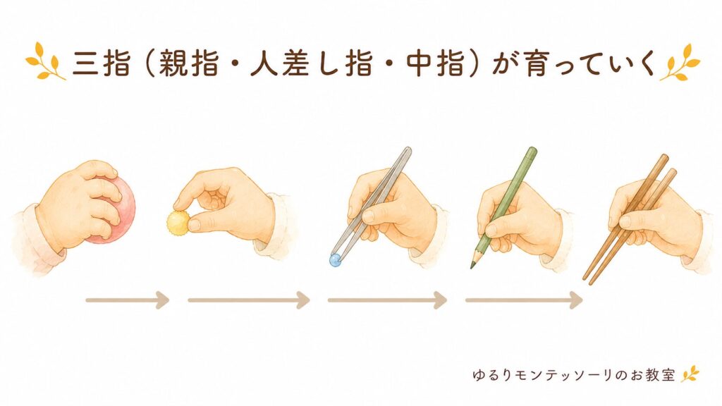 親指・人差し指・中指(三指)の発達イメージ