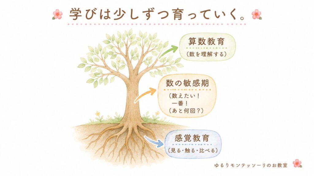 感覚教育から数の敏感期、算数教育へつながる図
